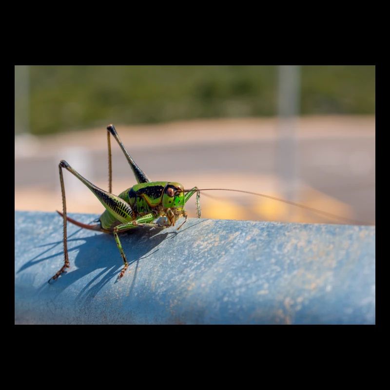 Eupholidoptera Eupholidoptera chabrieri