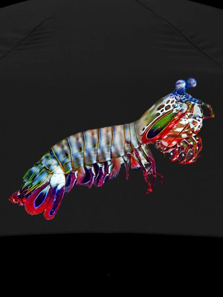 Mantis-Shrimp