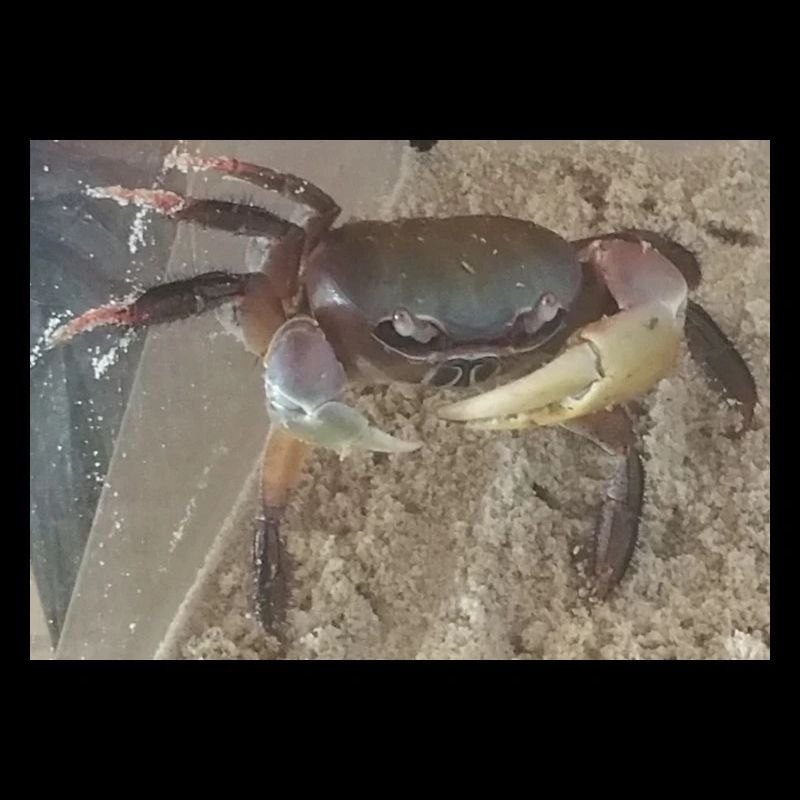 Mr Crabe le Crabe