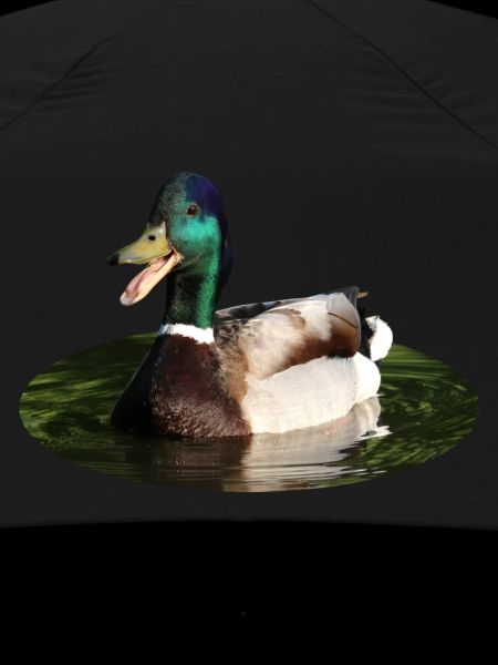 Mallard duck