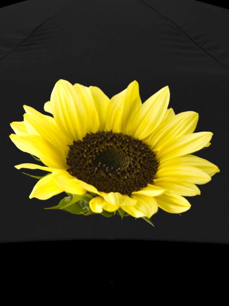 Sonnenblume