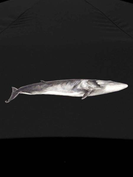 Rorqual commun Balaenoptera physalus