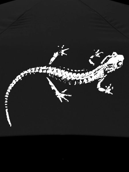 Salamandre