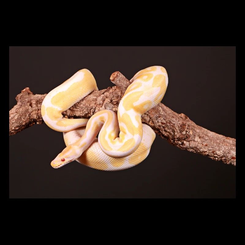 Albinophyton