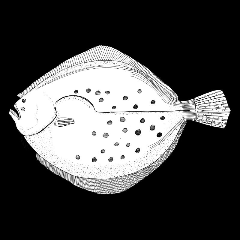 Brillance des poissons plats