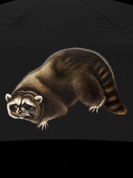 Racoon