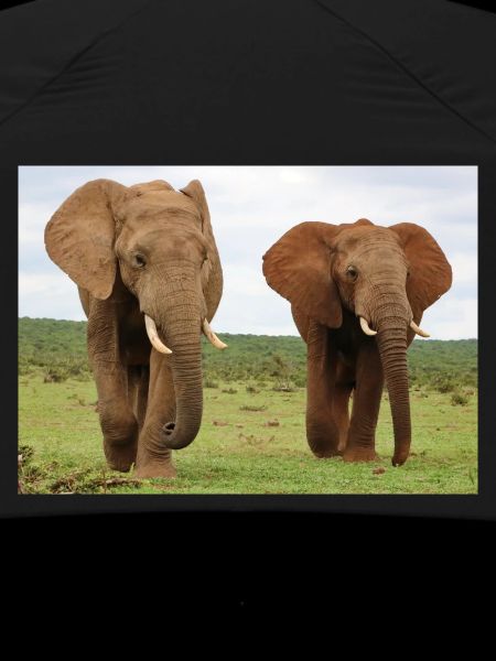 Two elephants on savannah