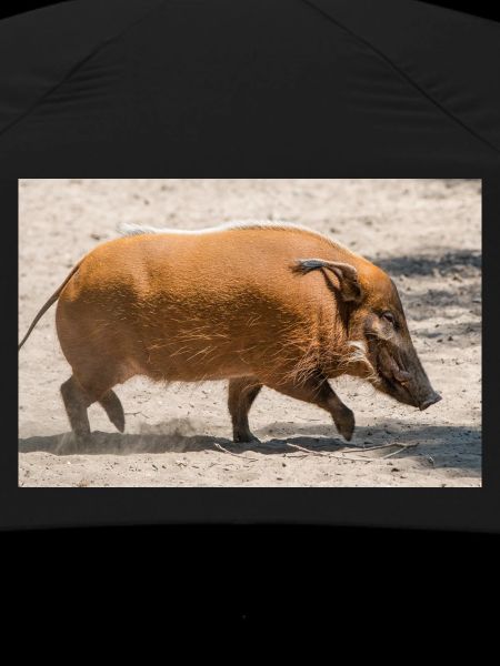 Paintbrush pig, river pig