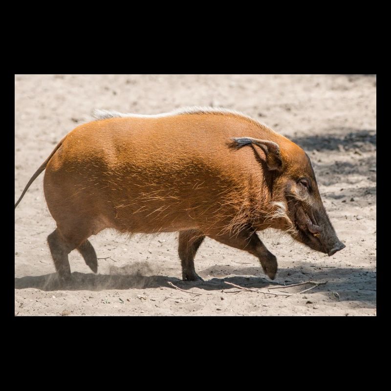Paintbrush pig, river pig