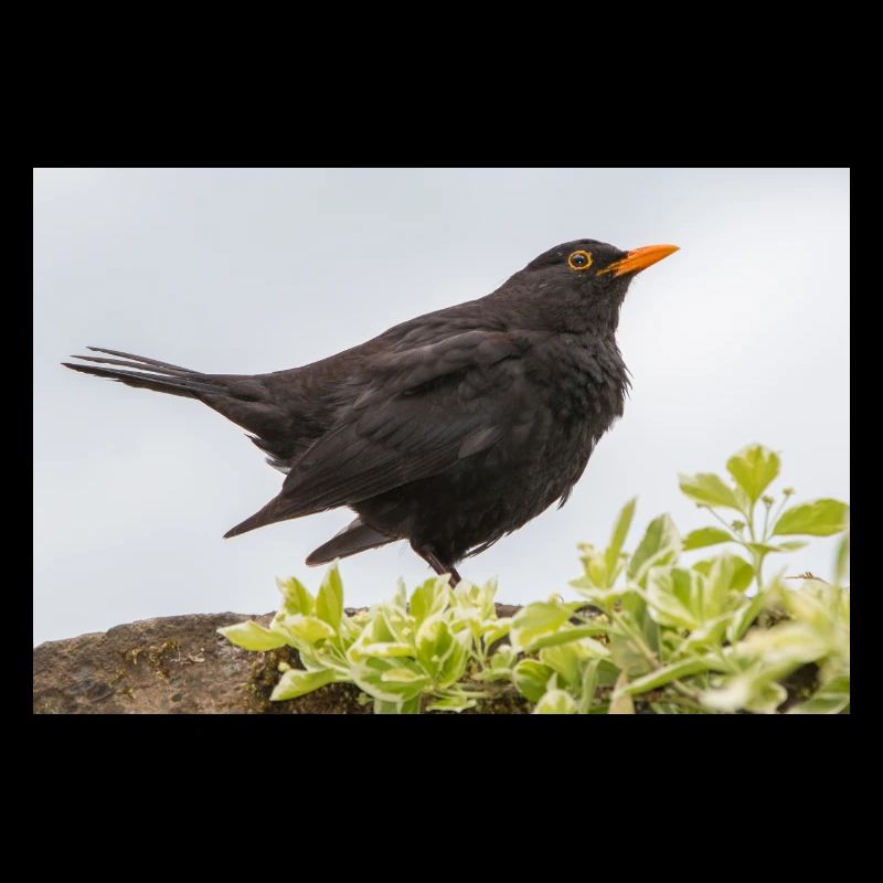 Blackbird (Turdus merula) Amsel Poster