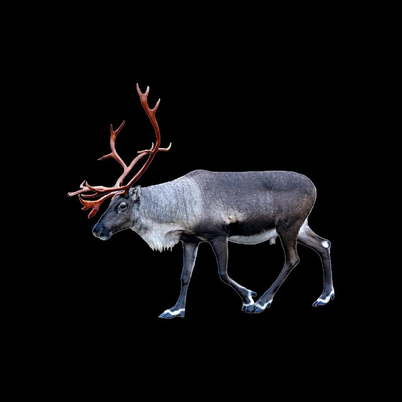 Mysterious reindeer deer with big horns