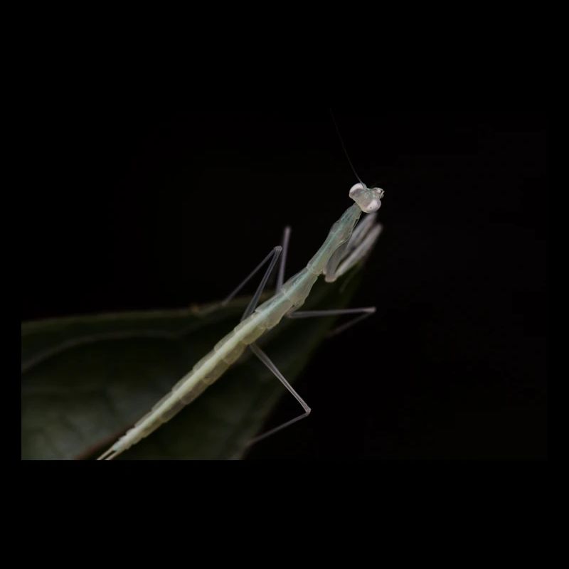 Sinomantis denticulata Nymphe - Glasmantis