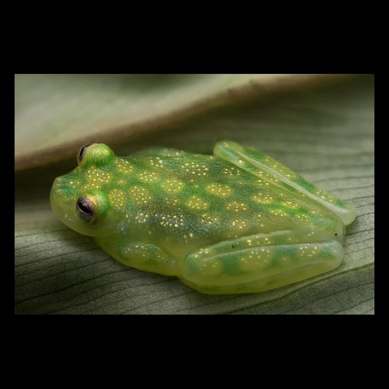Hyalinobatrachium valerioi - Glasfrosch