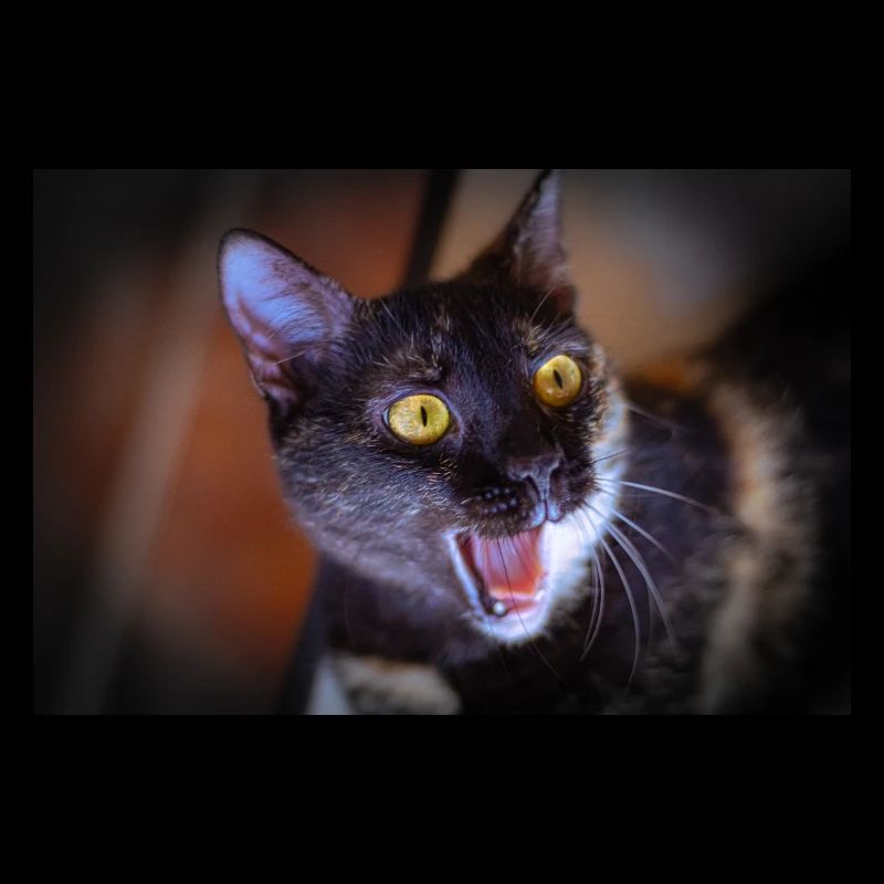 mon drôle de chat
