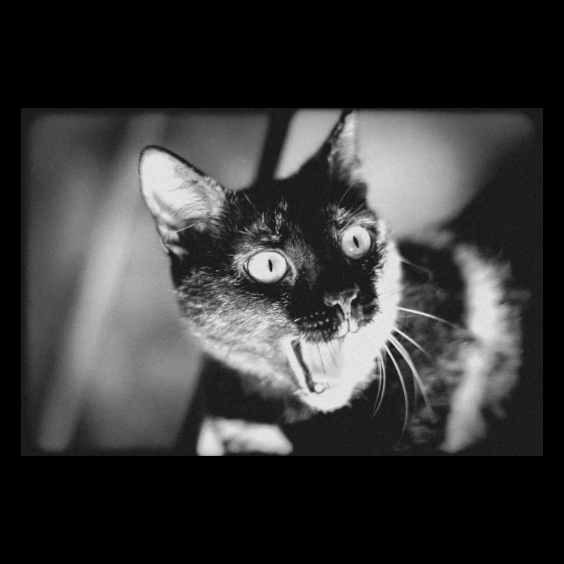 mon drôle de chat
