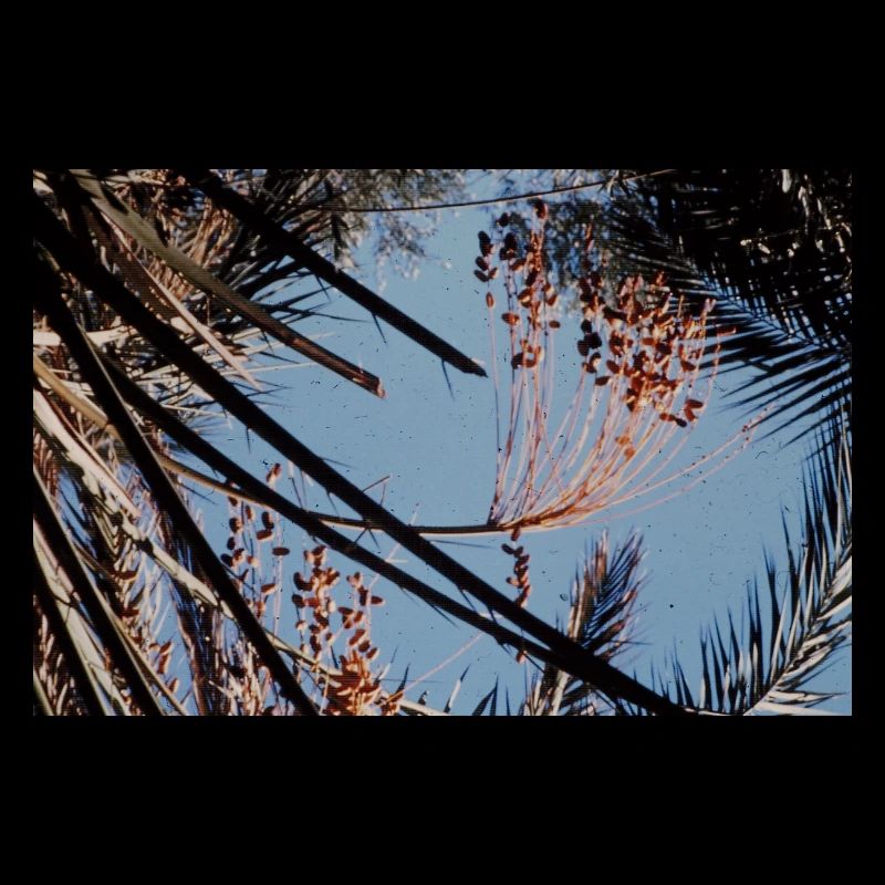 A Tree And Good Blue Sky