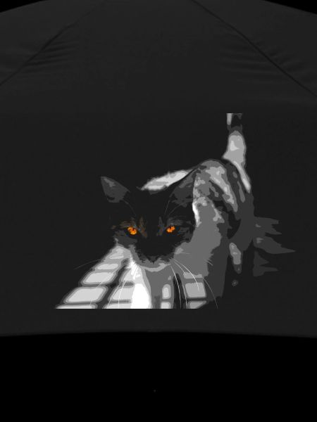 l'étrange chat