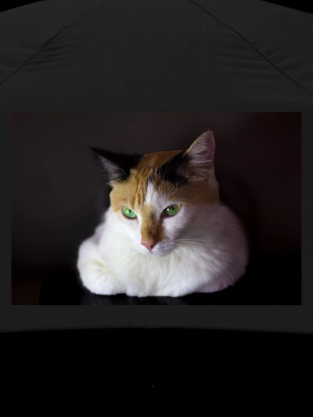 Nina le chat