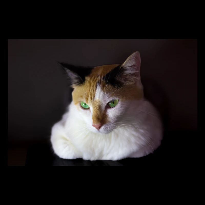 Nina le chat