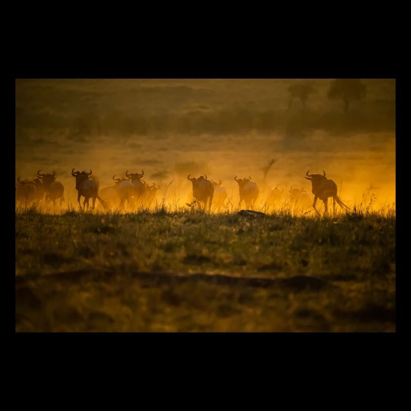 Great Migration D5N 7277