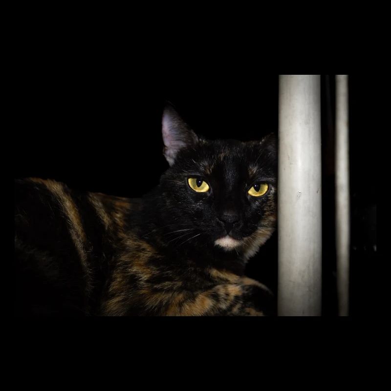 die schwarze Katze