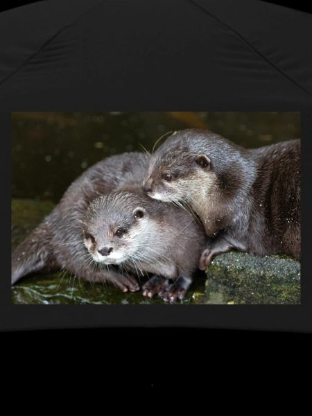 Asian small-clawed otter Zwergotter
