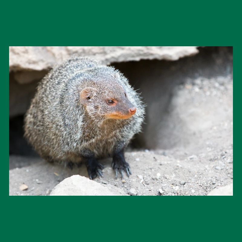 Gebänderte Manguste oder Zebramanguste