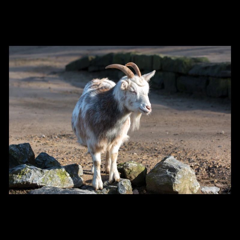 Dwarf Goat or Miniature Goat Zwergziege