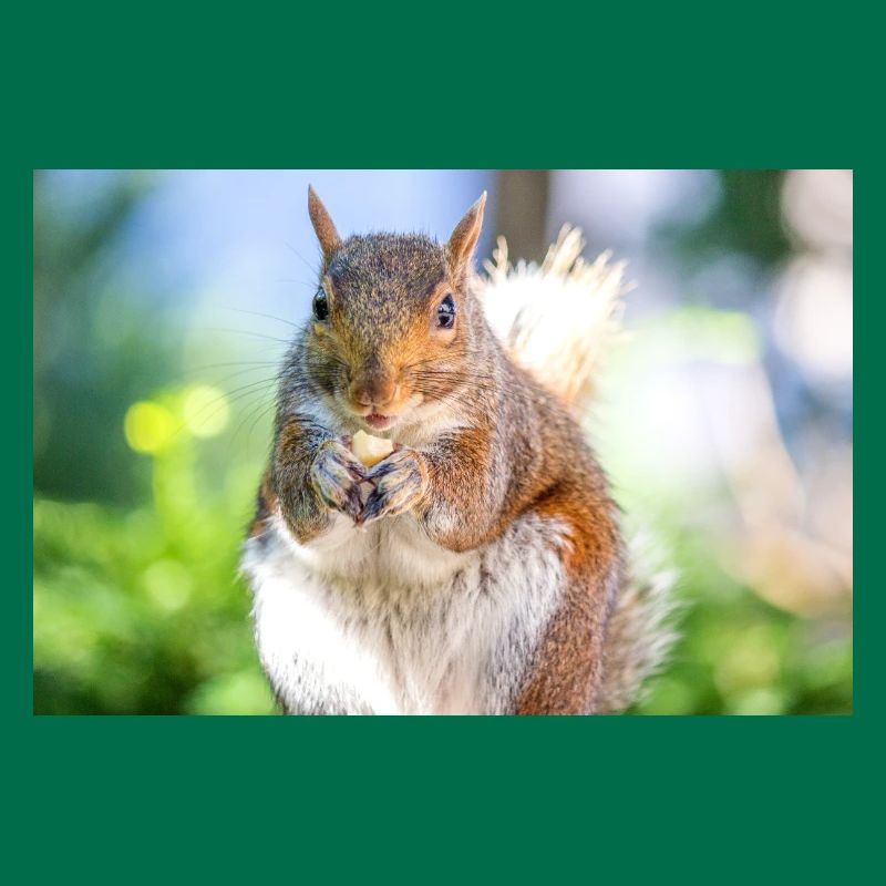 Eating Grey squirrel Grauhörnchen