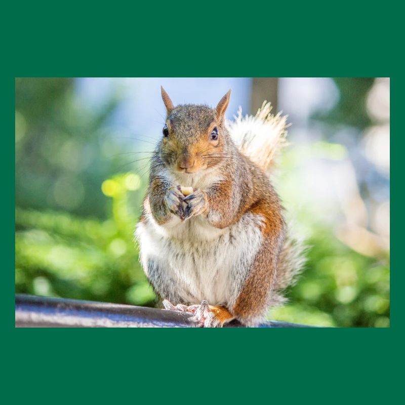 Essen Grauhörnchen Grauhörnchen Sciurus carolin