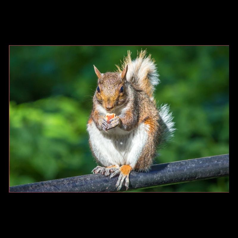 Essen Grauhörnchen Grauhörnchen Sciurus caroline
