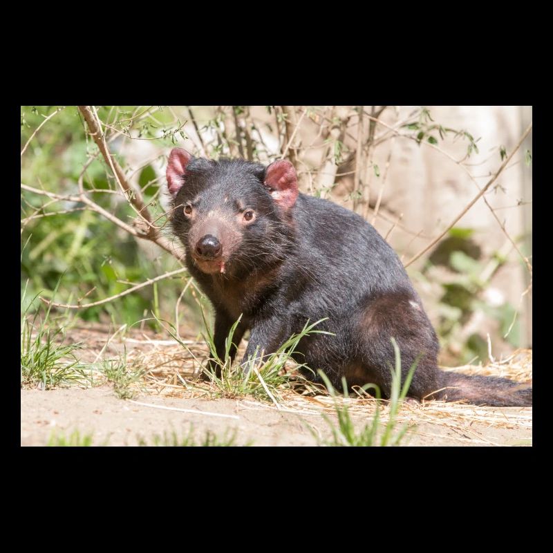 Tasmanian Devil (in german Beutelteufel)