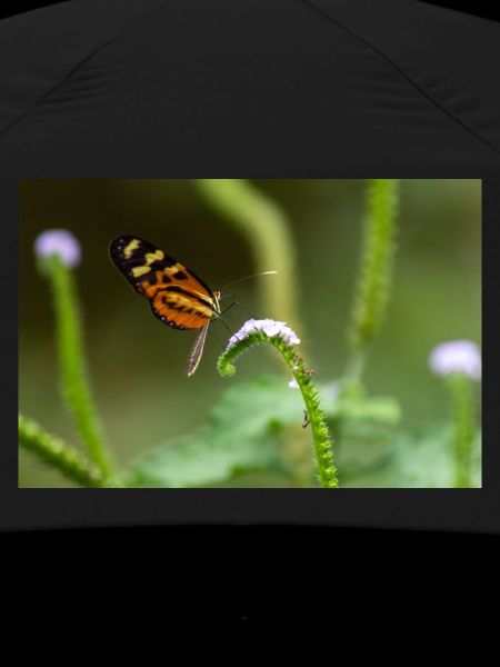 papillon