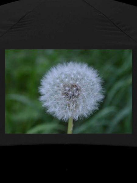 Pusteblume