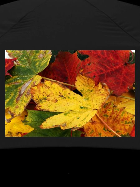 Autumn leaves