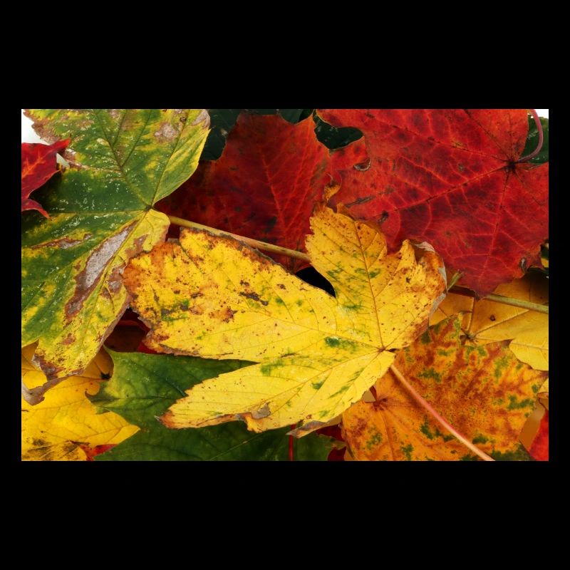 Herbstblätter