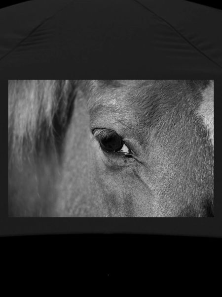 Horse's eye