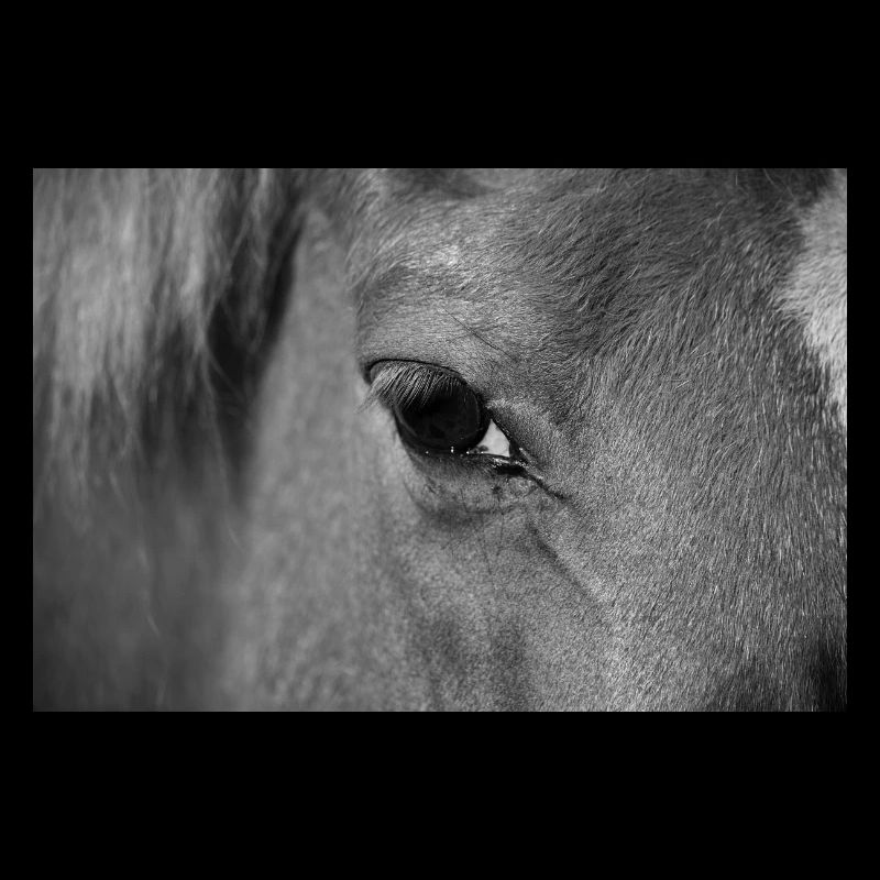 Oeil de cheval