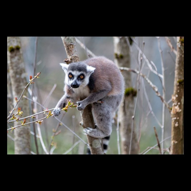 Kattas Lemur catta
