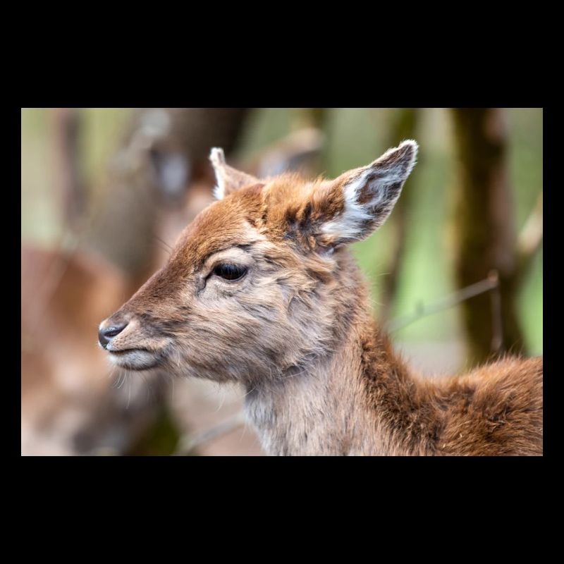 Fallow Deer (in german Damwild or Damhirsch) Dama