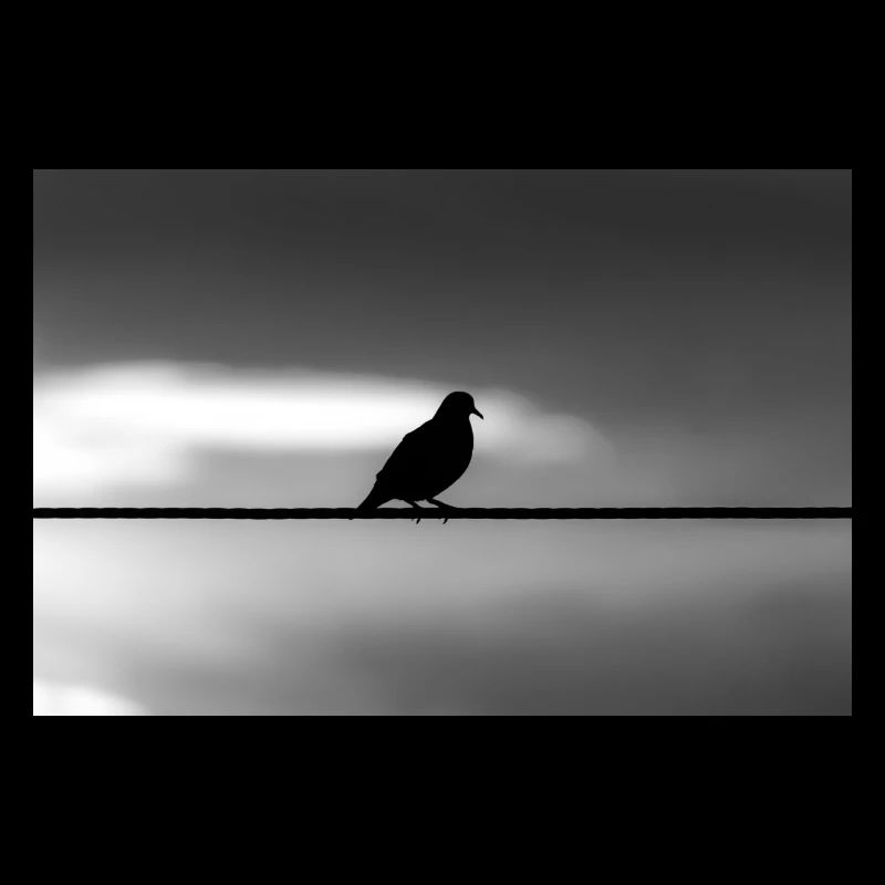 Taube
