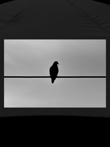 pigeon
