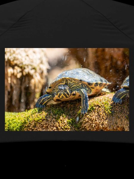 Gelbbauch-Slider Trachemys scripta scripta
