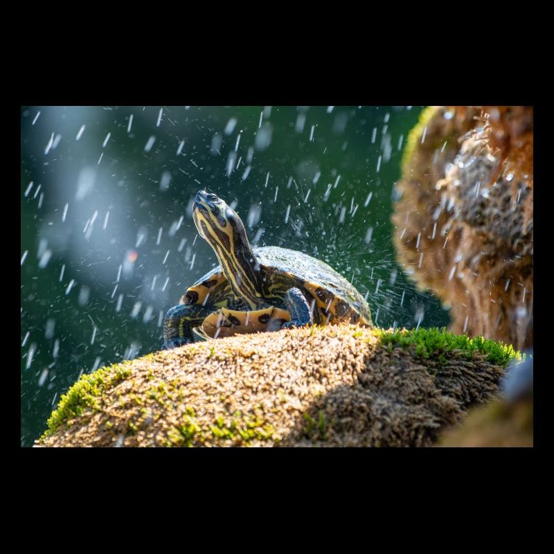 Gelbbauch-Slider Trachemys scripta scripta