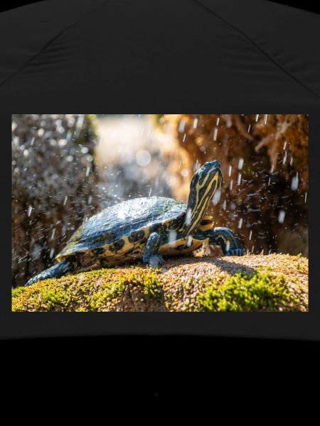 Trachemys scripta scripta scripta