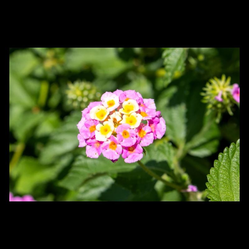 Lantana aussi drapeau espagnol Wandelröschen