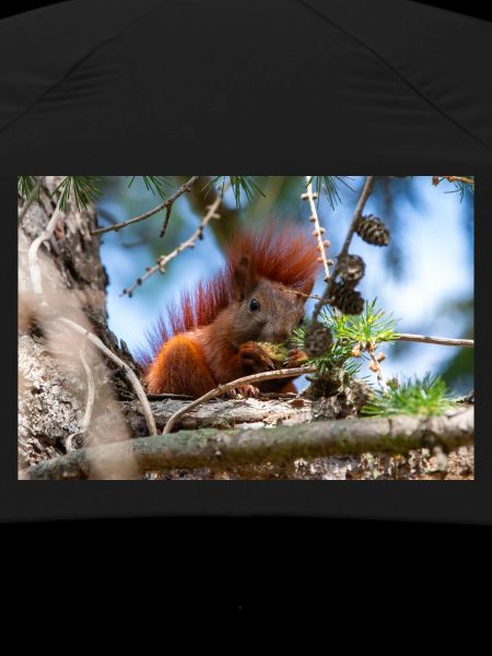 Eichhörnchen Sciurus