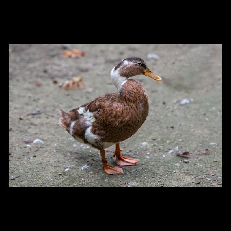 Bernache bernacle Weißwangengans, Nonnengans, Branta