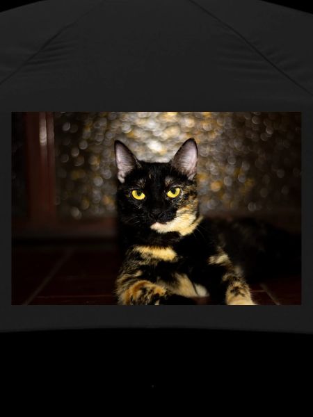 Cat Carey