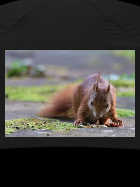 Eichhörnchen